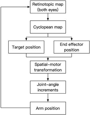 Sensorimotor Self-organization via Circular-Reactions